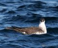 Pomarine Jaeger